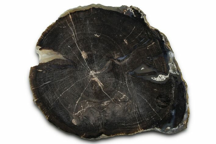 Petrified Wood (Schinoxylon) Limb Section - Blue Forest, Wyoming #371126